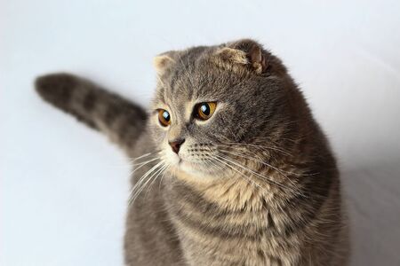 Beautiful cat of fashionable breed Scottish fold on a white bedの写真素材