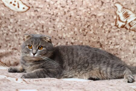 Gray scottish fold cat cat resting on a sofaの写真素材