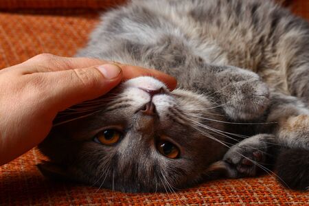 Beautiful scottish fold cat of gray color, fashionable breed. Hand strokingの写真素材