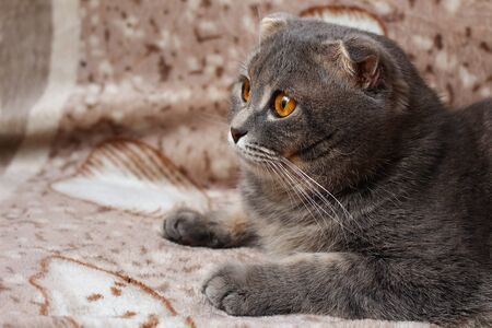 Gray scottish fold cat cat resting on a sofaの写真素材