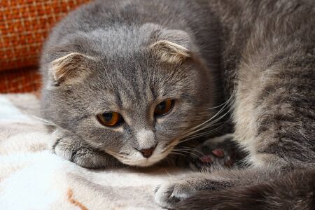 Scottish fold cat resting on the bed, backgroundの写真素材
