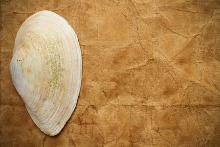 Sea shell on vintage paper background Conceptual and symbolic background.