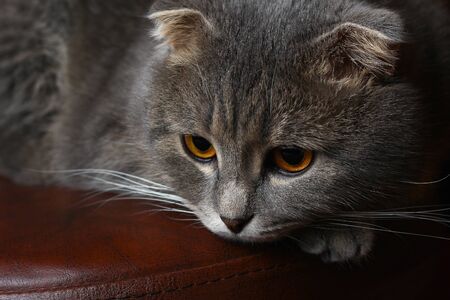 Clever cute cat of Scottish fold breed with big eyes, muzzle close-upの写真素材
