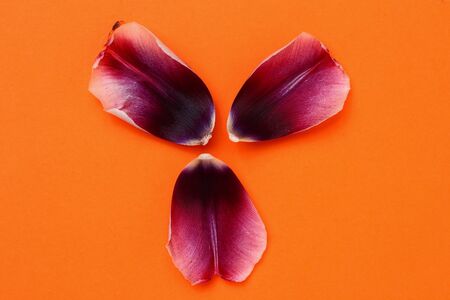 Flower petals fallen on an orange backgroundの写真素材