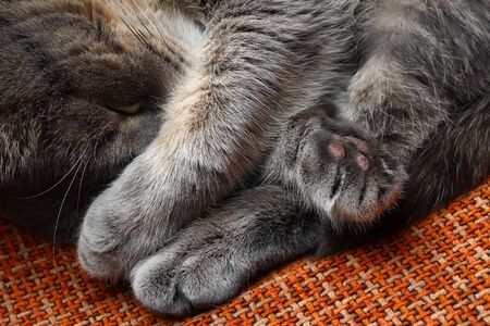 Beautiful scottish fold cat of gray color, fashionable breed. Sleeping covering his face with his pawの写真素材