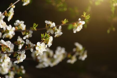 Blooming fruit trees at sunset, toned creative symbolic abstractの写真素材