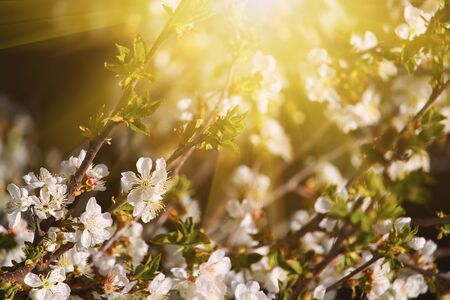 Blooming fruit trees at sunset, toned creative symbolic abstractの写真素材
