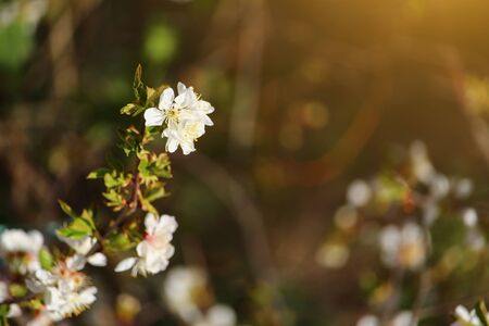 Blooming fruit trees at sunset, toned creative symbolic abstract