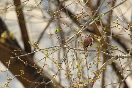 Sparrow on tree branches in spring, backgroundの写真素材