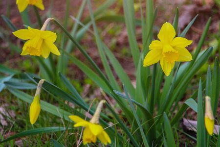 Yellow wild forest daffodil close-up, toned backgroundの写真素材