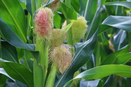 Farm corn, ripening heads of cabbage in the field, agriculture, backgroundの写真素材