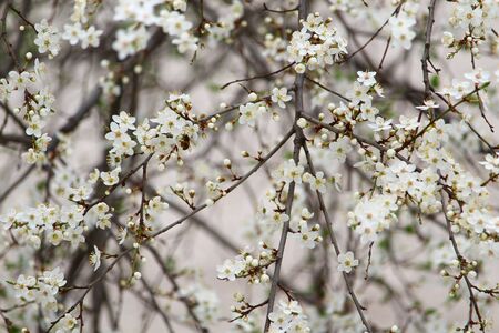 Branches of flowering fruit trees in early spring.の写真素材
