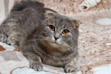 Scottish fold cat on the couch. Funny face expressionの写真素材