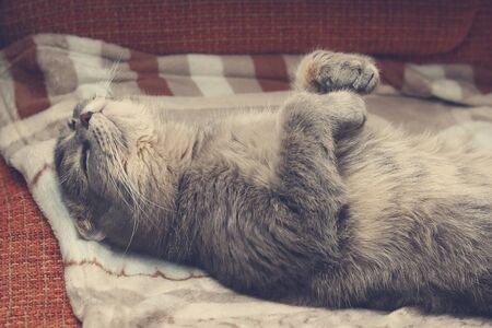 The cat is sleeping on its back. The breed is Scottish fold. Funny background, cheers up and makes you smile, tonedの写真素材