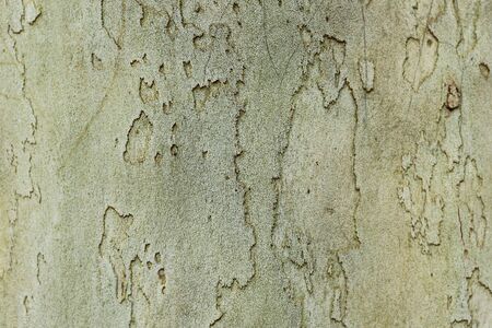 Beautiful texture of natural wood, symbolic abstract background