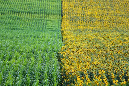 Oilseed sunflower field, agricultural creative symbolic backgroundの写真素材