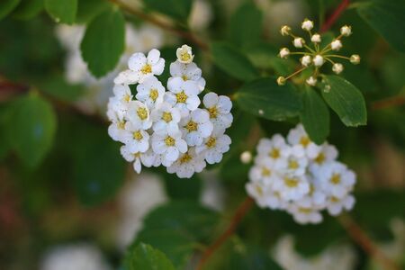 flower bush tree in garden tropical plant with clipping pathの写真素材