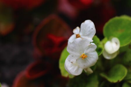 white flowers after rain in the morning backgroundの写真素材