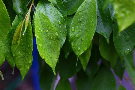 Leaves after rain on a cloudy day. Fresh background