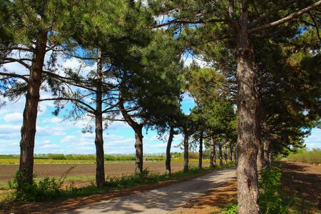 Beautiful green spring landscape with a country roadの写真素材