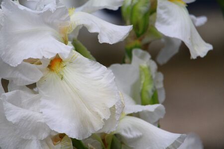 A very beautiful iris flower common in urban landscape design. Background