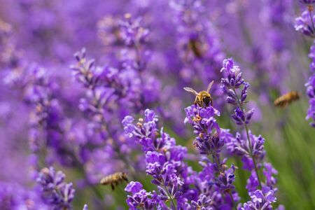 A field of lavender grown for aromatic oil in Europe. Beautiful background. Pollination period by bees. Selective focus. Close-upの写真素材
