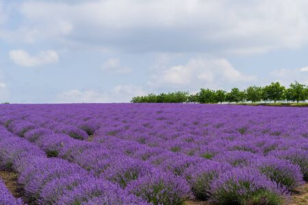 A field of lavender grown for aromatic oil in Europe. Beautiful background. Long flowering rowsの写真素材