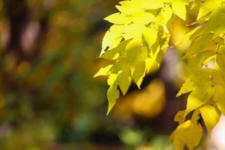 Leaves on a tree during golden autumn. Abstract background. Selective focus