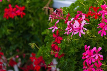 Blooming flower beds in the park in summer. Selective focus. Backgroundの写真素材