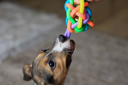 Home lifestyle portrait of a funny happy puppy. The breed of a hunting dog is Jack Russell Terrier.の写真素材