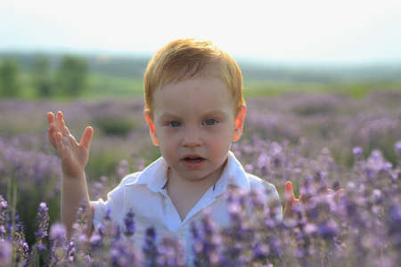 Lifestyle photo shoot in nature. Little kid boy enjoy a stroll through the fresh air and scent on a lavender field in the sunset sun. Selective focus.の写真素材