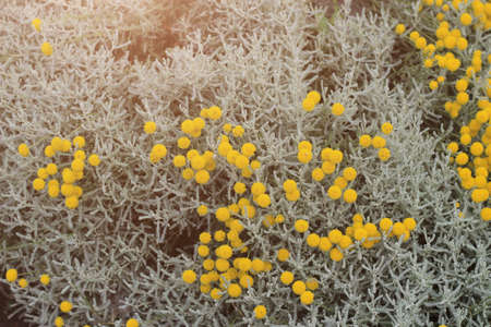 Flowerbed with flowers in an urban environment. Toned background. Close-up, selective focus.の写真素材