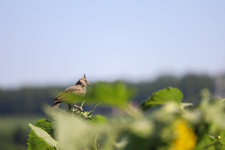 Lark on a sunflower field, blurred background. Contrast sunlight.の写真素材