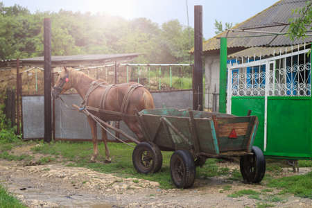 Harnessed horse to the cart. Animal-drawn transport on a rural background, toned.の写真素材