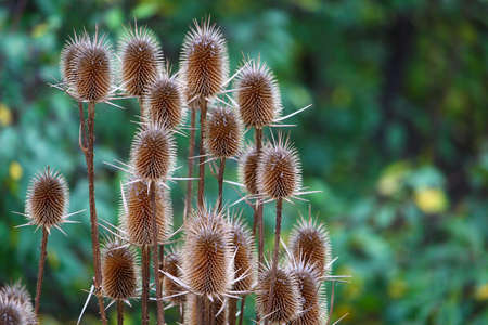 Wild thorny plants on blurred green nature background