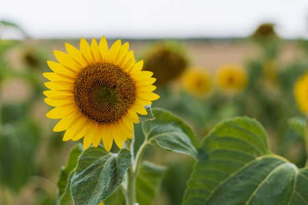 Sunflower in summer. Selective focus. Blurred backgroundの写真素材