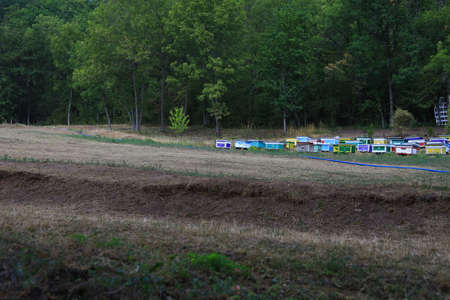 Apiary in the distance. Bee houses. Beehive with copyspace.