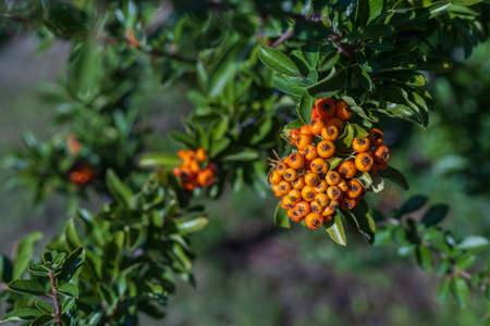 Hawthorn berries ripen in the sun. Selective focus backgroundの写真素材
