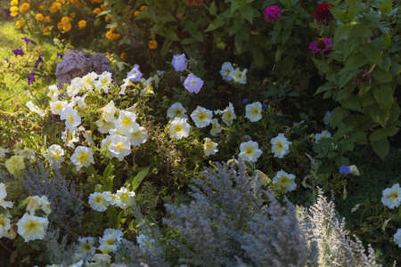A very beautiful flower bed. Landscaping and greening of the environment. Abstract background for...