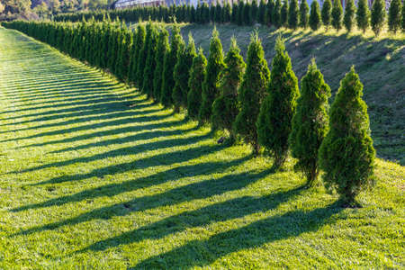 Abstract background with beautifully arranged public space. City park with excellent landscaping. Good eco-friendly urban environment. Selective focusの写真素材
