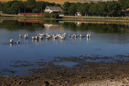 Geese in the village are raised by the old methods without chemical feed and factories. Eco-friendly village farm. Backgroundの写真素材