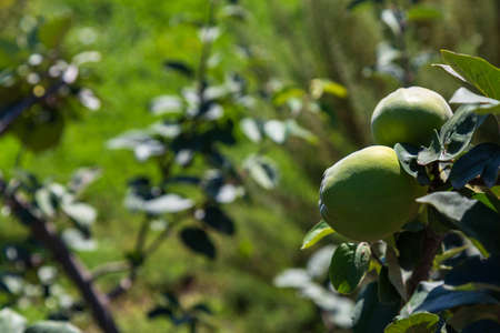 Young garden of quince. Selective focus with blurred backgroundの写真素材