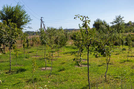Young garden of quince. Selective focus with blurred background