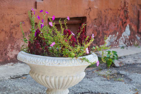 Pot of flowers with blurred background.