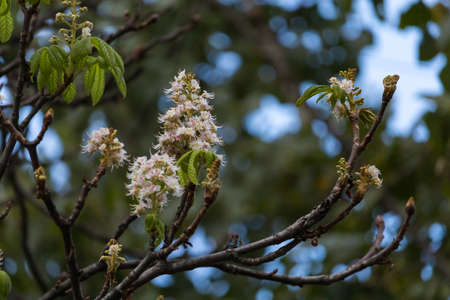 Repeated flowering of chestnut in late autumn. Natural anomalies and deviations from the norm in the northern hemisphere. Global warming and climate change. Backgroundの写真素材