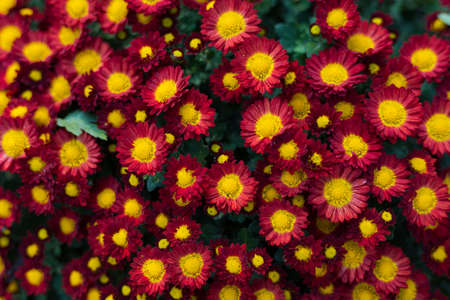 A very beautiful flower bed. Landscaping and greening of the environment. Abstract background for illustration of nice green urban space.の写真素材