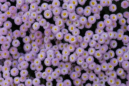 A very beautiful flower bed. Landscaping and greening of the environment. Abstract background for...