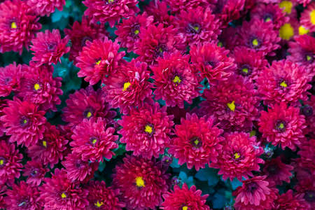 A very beautiful flower bed. Landscaping and greening of the environment. Abstract background for illustration of nice green urban space.の写真素材