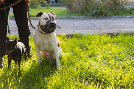 Dog breed pitbull. Selective focus with blurred background. Shallow depth of field.