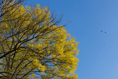 Maple tree in autumn in the park, selective focus.